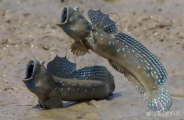 彈涂魚爬樹行為_什么魚能在陸地生活還能爬樹_彈涂魚呼吸機制