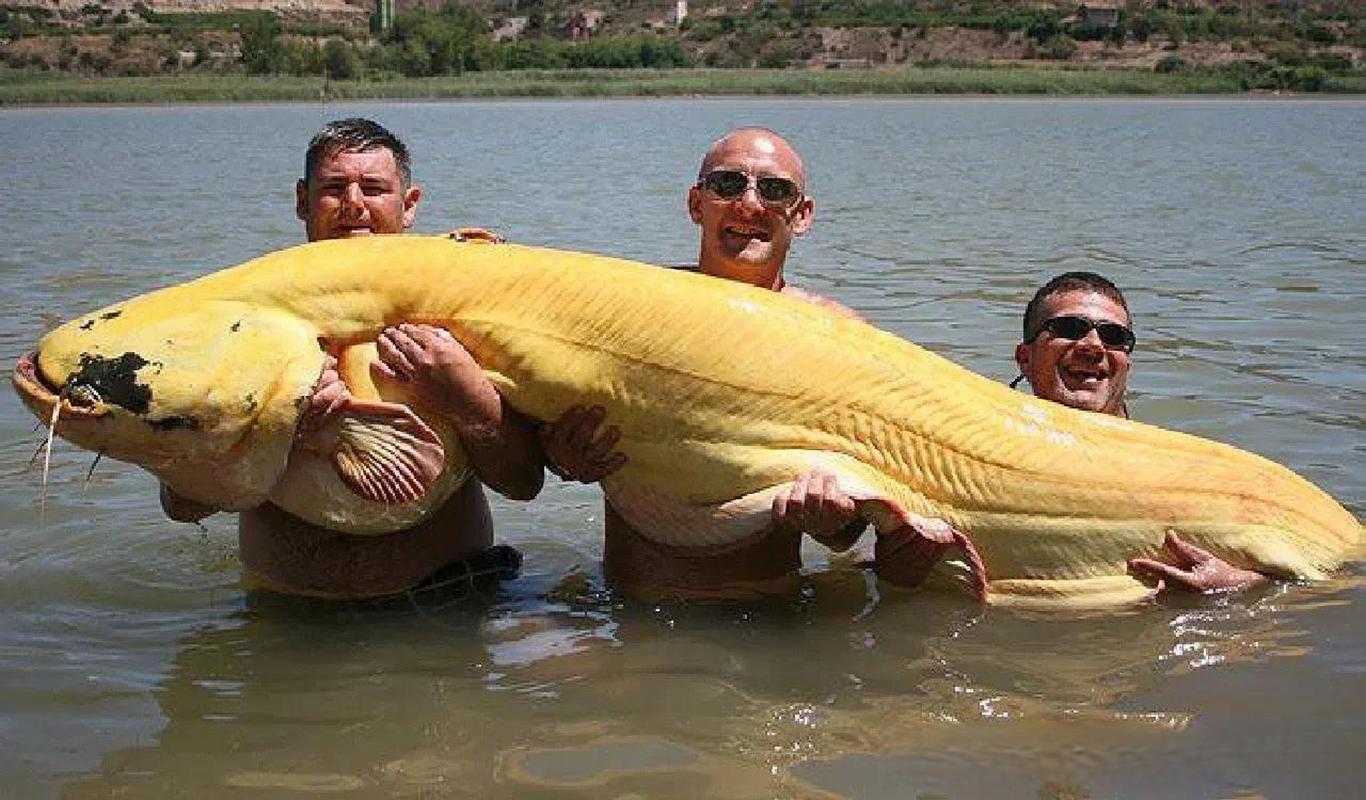 鯰魚養殖_鯰魚是什么意思_鲇魚的正確寫法