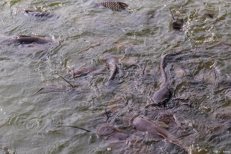 鲇魚的正確寫法_鯰魚是什么意思_鯰魚養殖