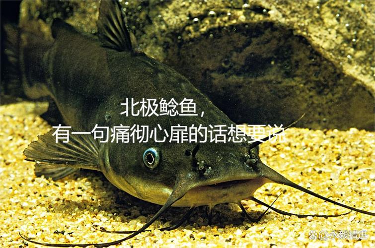 鲇魚的正確寫法_鯰魚養殖_鯰魚是什么意思