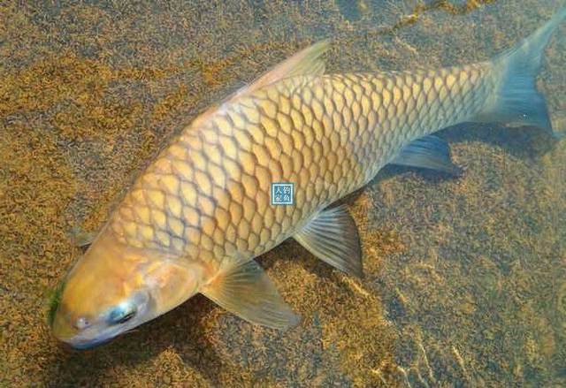 起名大全餌料草魚品牌有哪些_草魚餌料品牌起名大全_起名大全餌料草魚品牌