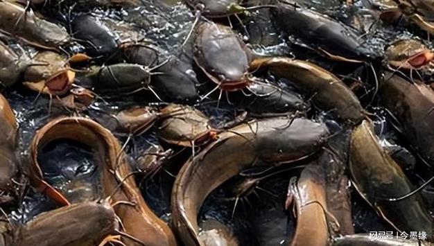 鯰魚吃糞便是真的嗎_鯰魚養殖_鯰魚是否可以食用