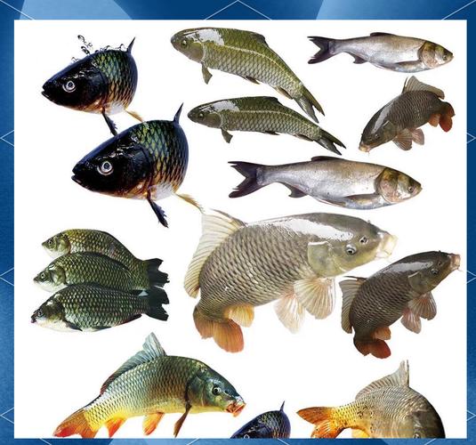 鯰魚養殖_鯰魚是否可以食用_鯰魚吃糞便是真的嗎