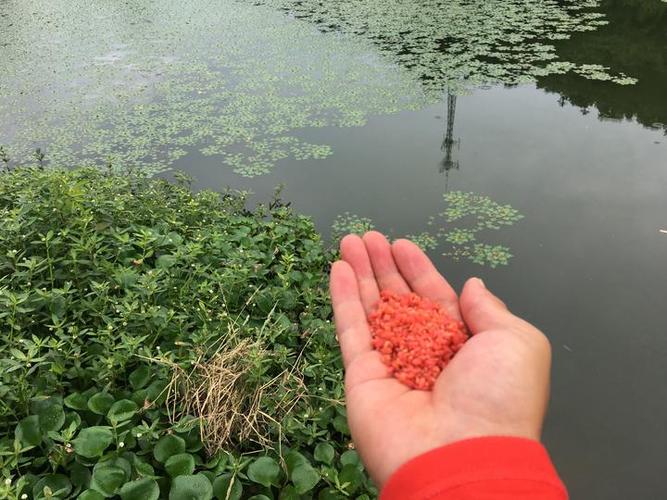 為什么禁止路亞_路亞釣魚法規 禁止路亞釣魚地區 路亞釣具搭配方法