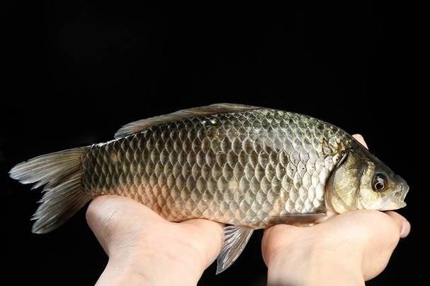 釣鯽魚黃金時段_怎樣釣鯽魚_春季釣鯽魚技巧