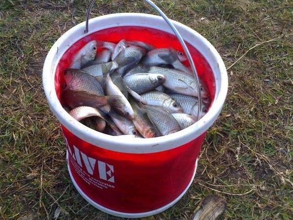 春季釣鯽魚技巧_怎樣釣鯽魚_釣鯽魚黃金時段