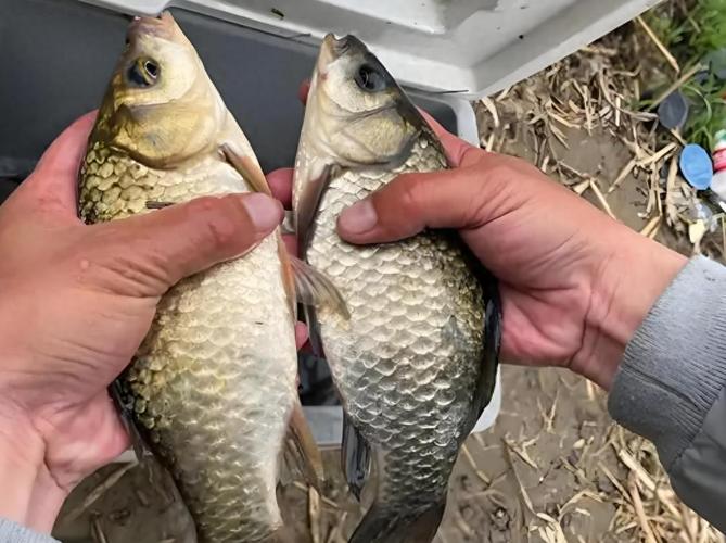 釣魚預報天氣軟件_釣魚最準天氣預報軟件排名_釣魚專用天氣預報