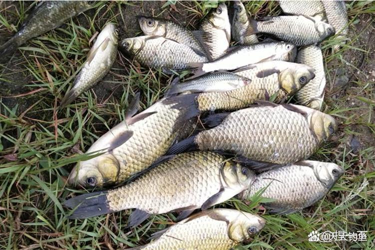 為什么禁止路亞釣鯽魚_釣鯽魚用路亞什么假餌_釣鯽魚禁止路亞釣什么魚