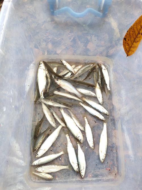 釣鯽魚用路亞什么假餌_釣鯽魚禁止路亞釣什么魚_為什么禁止路亞釣鯽魚