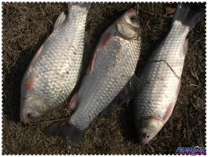 石家莊釣魚論壇網_石家莊釣魚論壇_石家莊釣魚論壇野釣