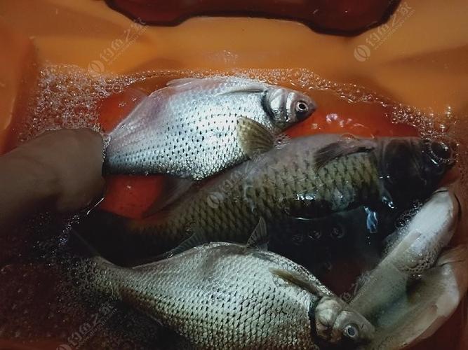 石家莊釣魚論壇網_石家莊釣魚論壇_石家莊釣魚論壇野釣