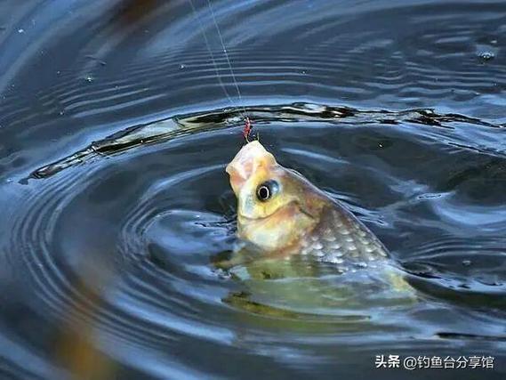 陰天釣魚怎么樣_陰雨天夜釣_釣近釣淺