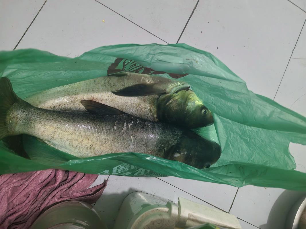 陰天釣魚怎么樣_釣近釣淺_陰雨天夜釣