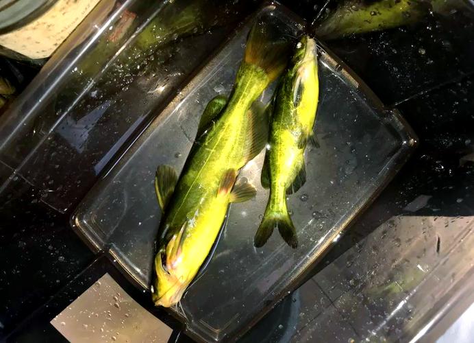 黃三魚怎么燒好吃_黃三魚圖片_黃三魚