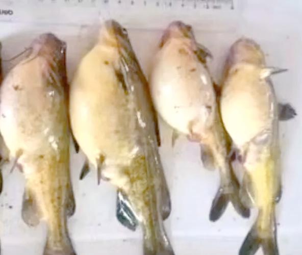 黃三魚圖片_黃三魚_黃三魚怎么燒好吃