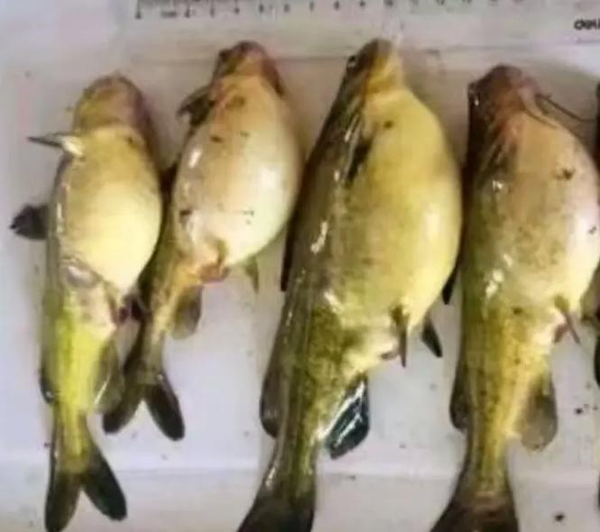 黃三魚_黃三魚圖片_黃三魚怎么燒好吃
