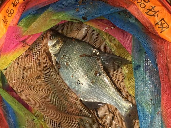 東莞野釣水庫_東莞釣點大全_東莞五點梅水庫釣魚