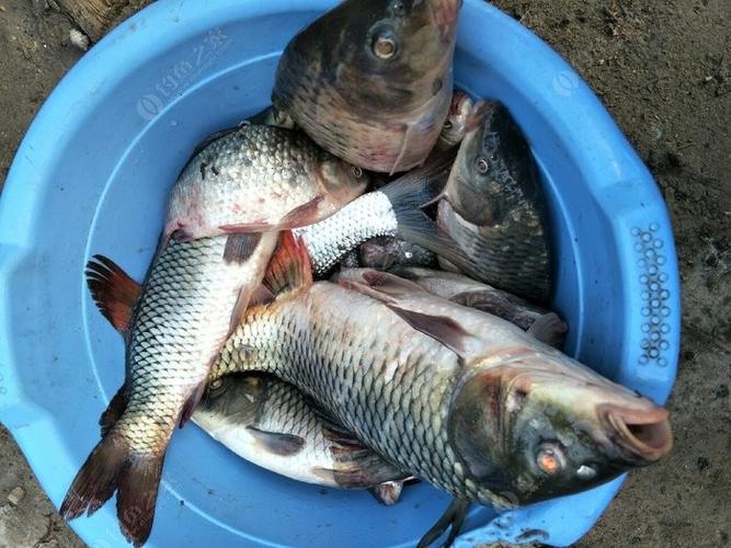 東莞釣點大全_東莞野釣水庫_東莞五點梅水庫釣魚