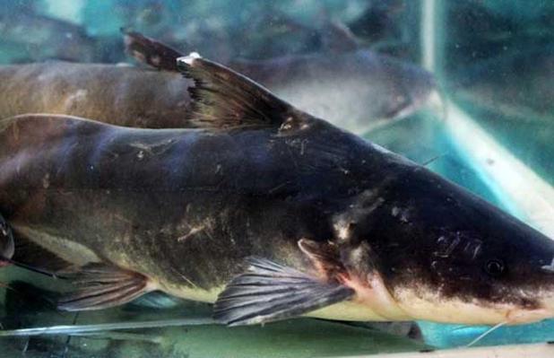 鮰魚叫法大全_鮰魚產地介紹_鮰魚怎么釣