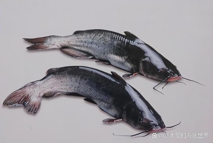 鮰魚叫法大全_鮰魚怎么釣_鮰魚產地介紹