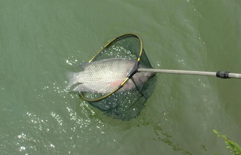 釣魚心態成長階段_新手釣魚入門基本功_野釣三個階段