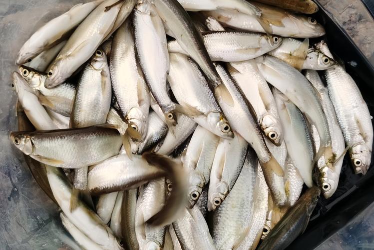 3.6米4.5米5.4米魚竿選擇_6.3米輕量綜合魚竿推薦野釣_野釣魚竿長度使用技巧