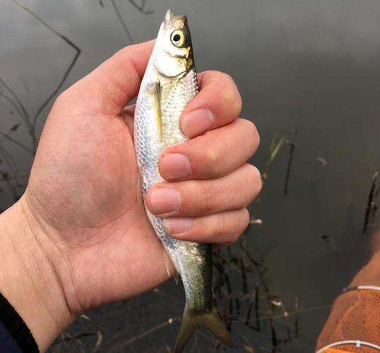 野釣魚竿長度使用技巧_3.6米4.5米5.4米魚竿選擇_6.3米輕量綜合魚竿推薦野釣