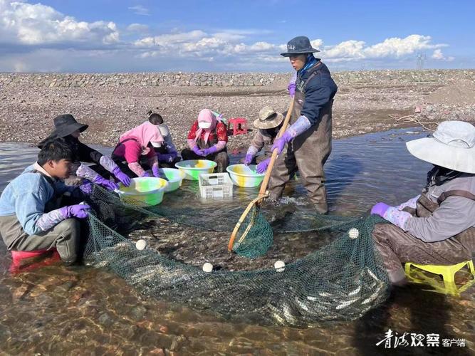湟魚人工繁育放流_青海湖湟魚洄游_青海湖湟魚