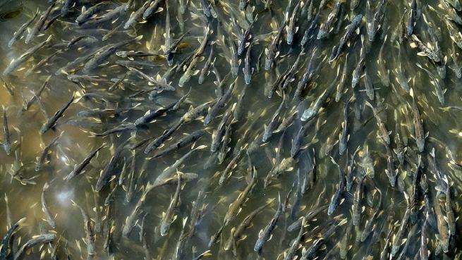 湟魚人工繁育放流_青海湖湟魚洄游_青海湖湟魚