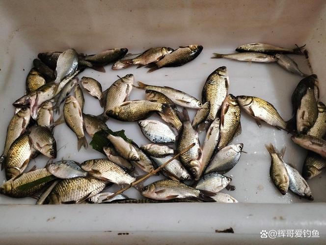 野釣用什么餌料效果最好_江河野釣魚餌配方_野釣通用誘魚小藥推薦