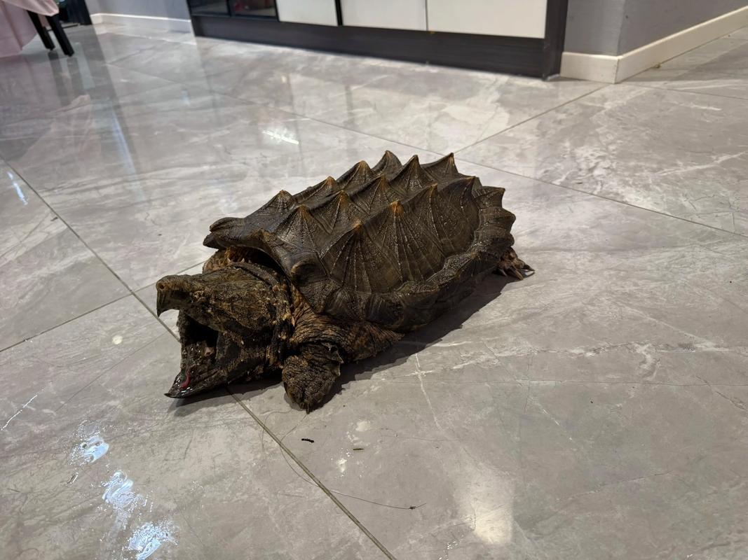 鱷魚龜_龜鱷魚是什么動物_忍者神龜鱷魚