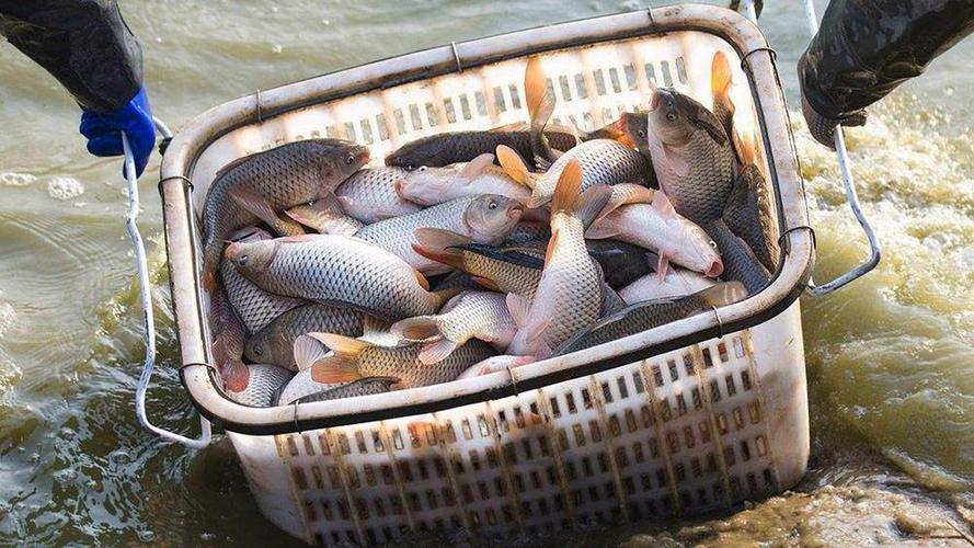 磯釣竿_海邊垂釣使用碳素鋼磯釣竿技巧_磯釣竿選購指南