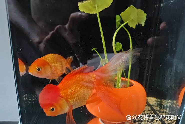 養魚的數量_硝化系統建立_養魚先養水