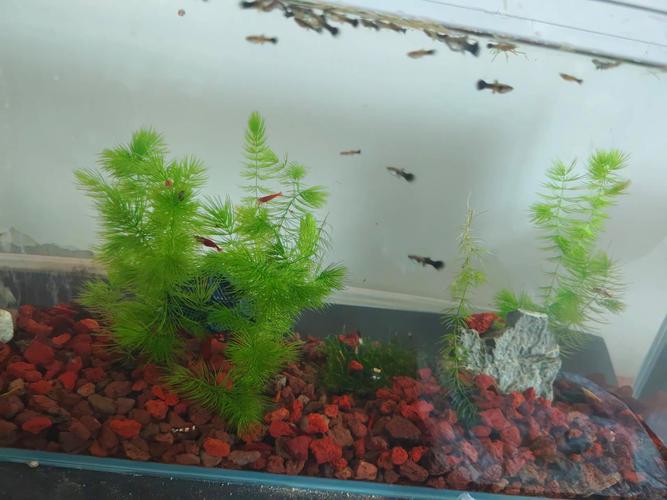 養魚先養水_硝化系統建立_養魚的數量