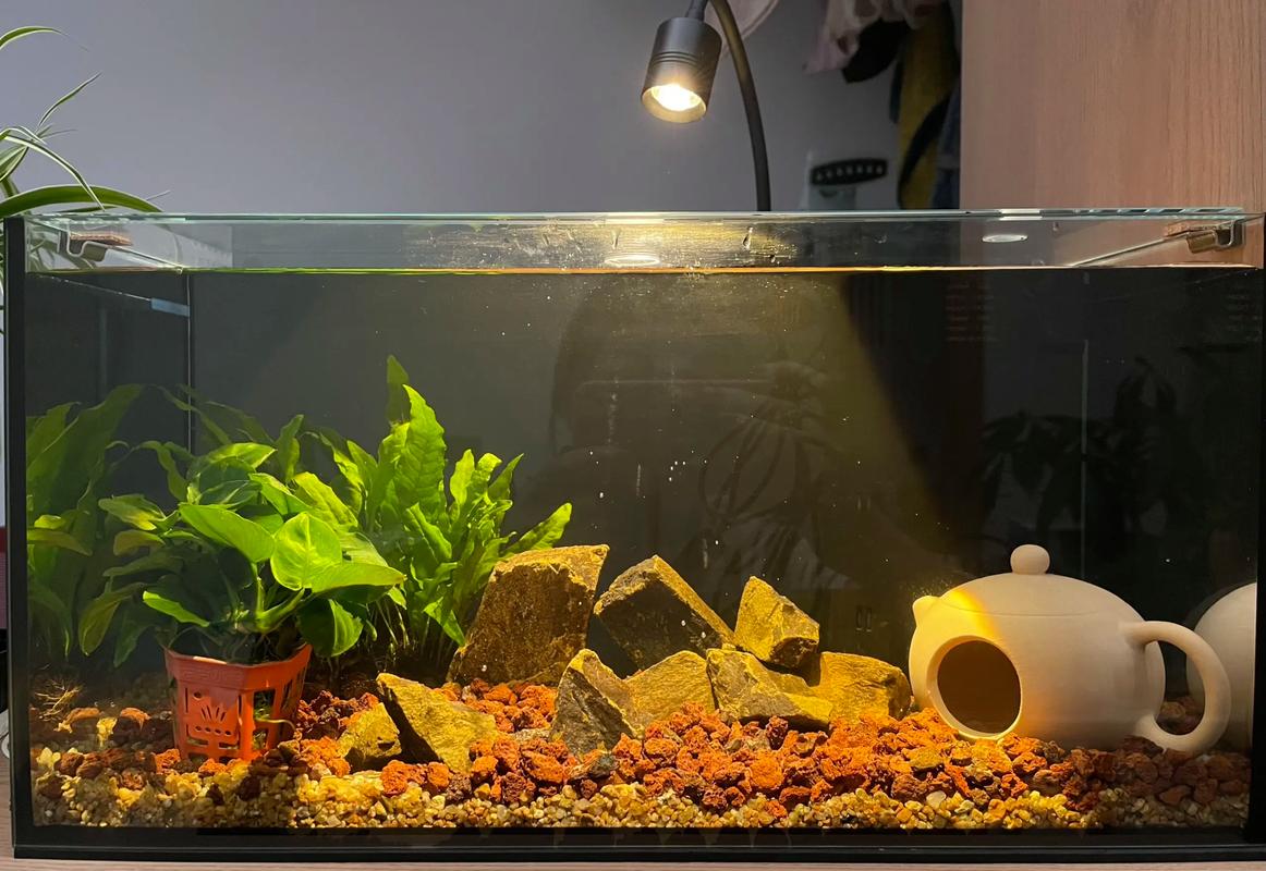 硝化系統建立_養魚的數量_養魚先養水