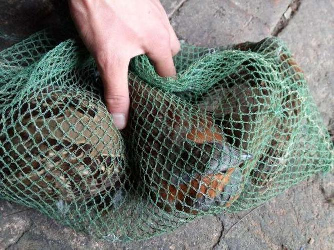 御龍在天釣魚技巧_御龍在天 怎么釣魚_臥龍城釣魚攻略