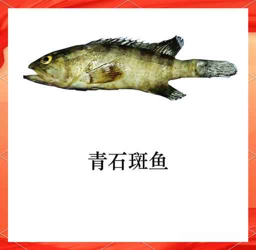青石斑魚選購技巧_青石斑魚價格查詢_青石斑