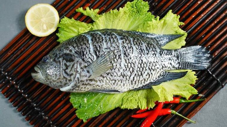 青石斑魚選購技巧_青石斑魚價格查詢_青石斑