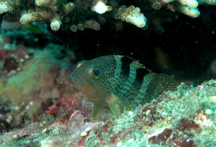 青石斑魚選購技巧_青石斑_青石斑魚價格查詢