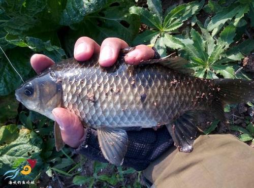 御龍在天釣魚技巧_御龍在天稀有魚餌_御龍在天 怎么釣魚