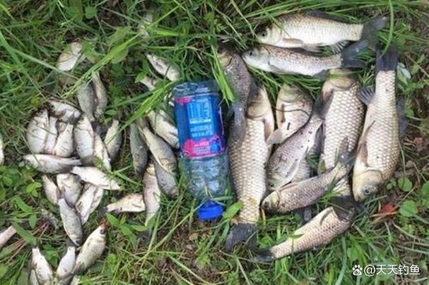 釣魚丁香油的用法_丁香油釣魚_香油和丁香怎么釣魚用