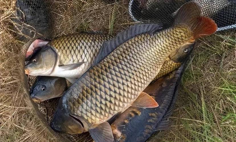 調漂用餌打窩技巧_釣魚技巧大全_釣魚技巧實戰干貨