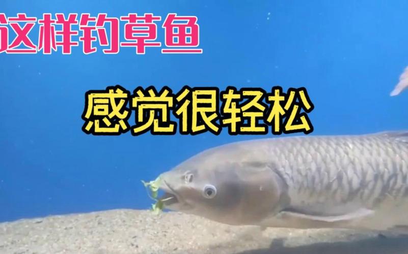 味精釣魚真有用嗎_釣魚味精的主要成分_釣魚味精