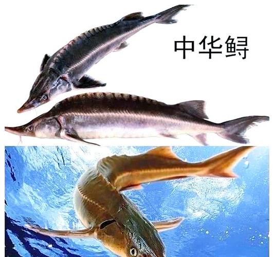 中華鱘魚_中華鱘保護_中華鱘現狀