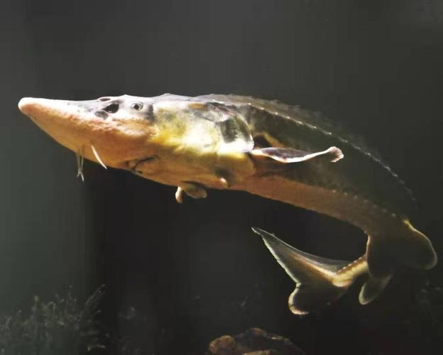 中華鱘現狀_中華鱘魚_中華鱘保護