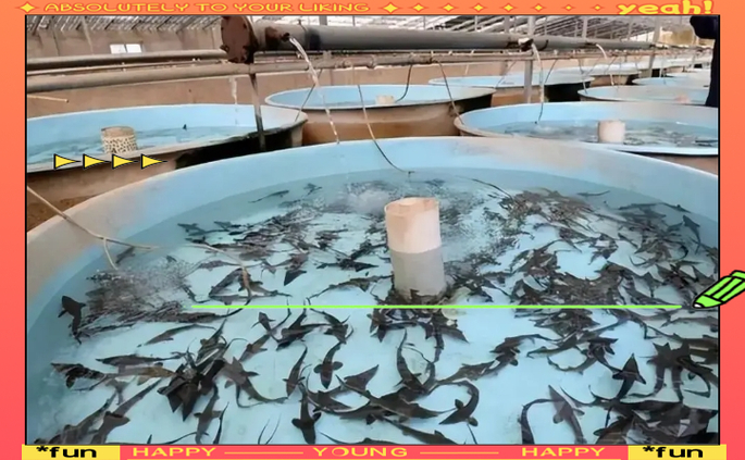 中華鱘魚苗放養技術_中華鱘養殖方法_中華鱘魚