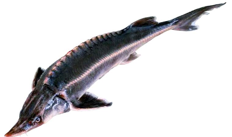 中華鱘魚_中華鱘魚苗放養技術_中華鱘養殖方法