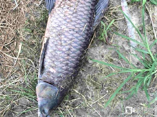 青魚懸墜釣位選擇_懸墜釣_懸墜釣釣青魚技巧