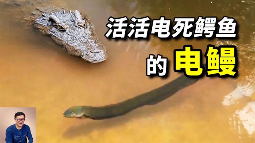電鰻為什么會放電_電鰻化石能否證明放電能力_亞馬遜河電鰻放電原理