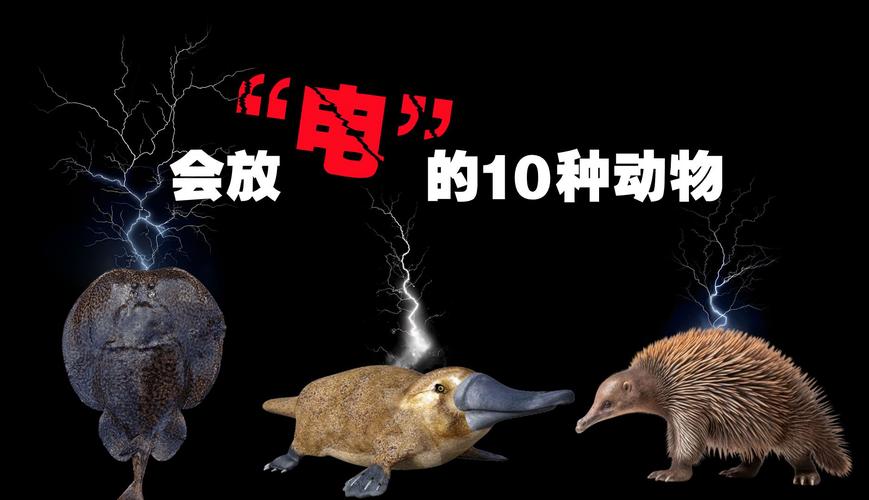 電鰻為什么會放電_電鰻化石能否證明放電能力_亞馬遜河電鰻放電原理